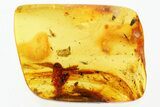 Fossil Daddy Long-Leg, Wasp, Two Midges & Rove Beetle in Baltic Amber #278604-1